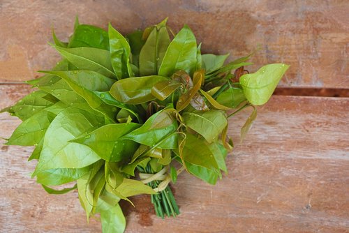 Pahami Ragam Manfaat Daun Melinjo yang Berguna Bagi Kesehatan