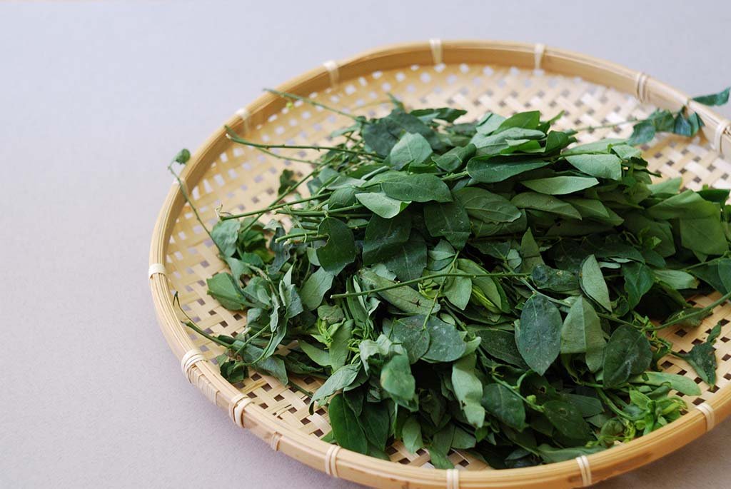 Manfaat Daun Katuk Bagi Kesehatan yang Jarang Diketahui