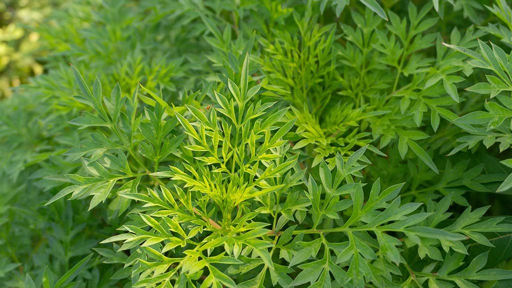 Manfaat Daun Kenikir untuk Kesehatan Pria dan Wanita