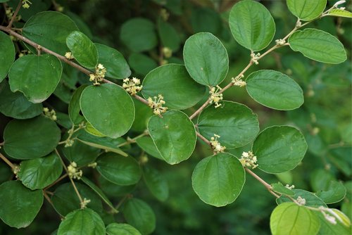 Inilah Manfaat Daun Bidara yang Terbukti Secara Ilmiah