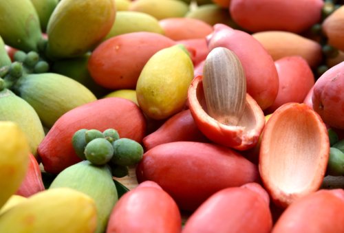 Simak Manfaat Melinjo yang Penting untuk Kesehatan Tubuh