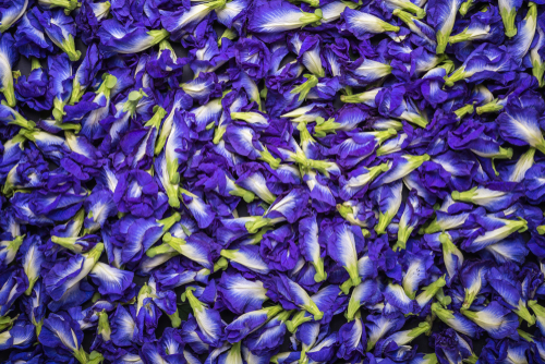 manfaat bunga telang untuk mengatasi gangguan kecemasan