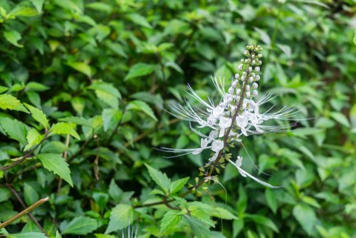 Berbagai Fakta dan Manfaat Kumis Kucing untuk Kesehatan