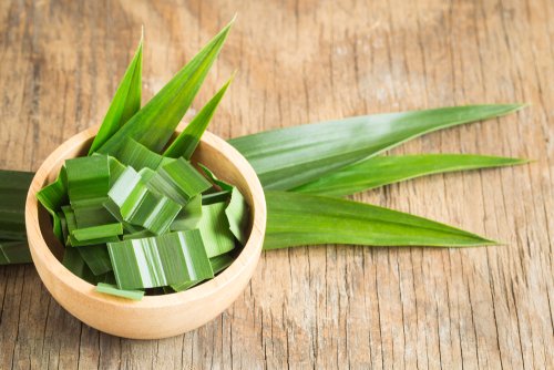 Kenali Manfaat Daun Pandan dalam Kehidupan Sehari-hari