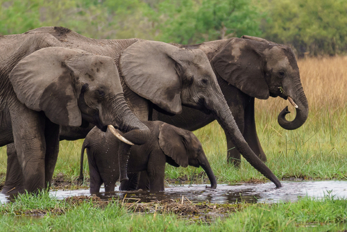 Ketahui Contoh Contoh Lingkungan Biotik Secara Lengkap