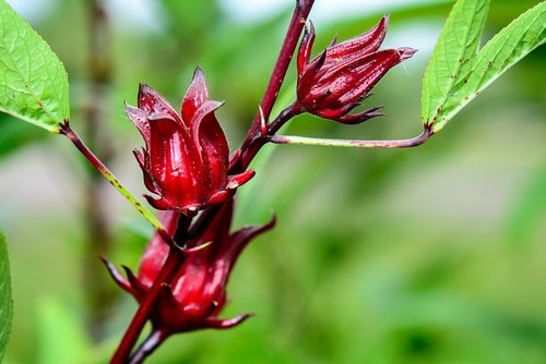 Ketahui Manfaat Bunga Rosella Bagi Kesehatan Luar dan Dalam