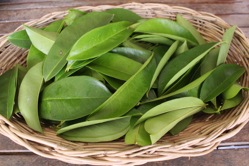 manfaat daun sirsak untuk mencegah kanker