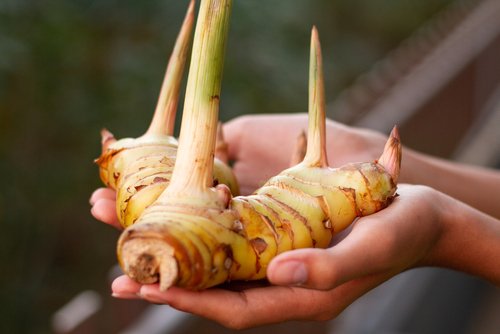 Mengenal Manfaat Lengkuas untuk Kesehatan Keluarga di Rumah