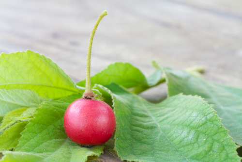 manfaat daun kersen untuk batuk