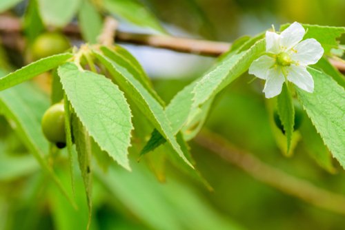 Manfaat Daun Kersen untuk Kesehatan yang Jarang Diketahui