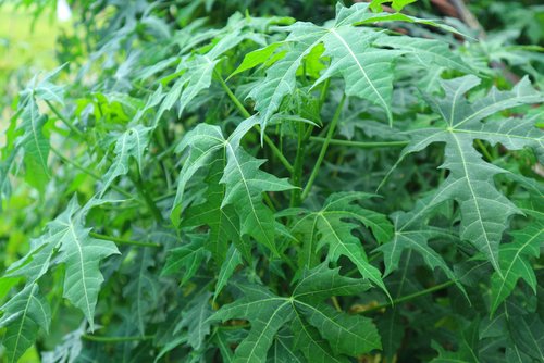 7 Manfaat Daun Pepaya Jepang dan Kandungan Nutrisinya