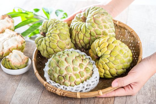 Kandungan dan Manfaat Buah Srikaya Bagi Kesehatan Tubuh