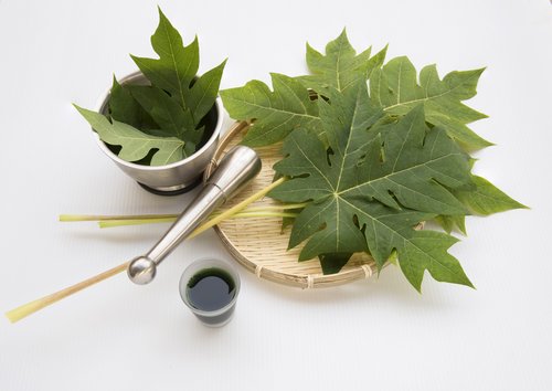 8 Manfaat Daun Pepaya untuk Kesehatan Tubuh Setiap Hari