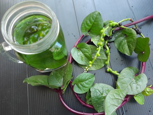 5 Manfaat Daun Binahong dan Kandungan di Dalamnya