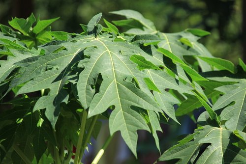 5 Manfaat Daun Pepaya Lengkap dan Cara Mengolahnya