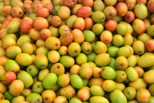 manfaat buah bidara untuk daya tahan tubuh
