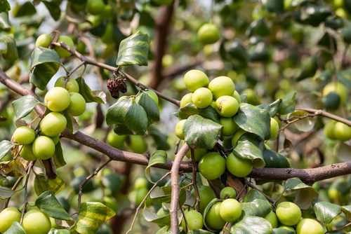 manfaat buah bidara untuk menurunkan gula darah