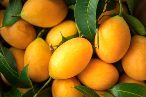 8 Manfaat Buah Gandaria dan Cara Mengkonsumsinya