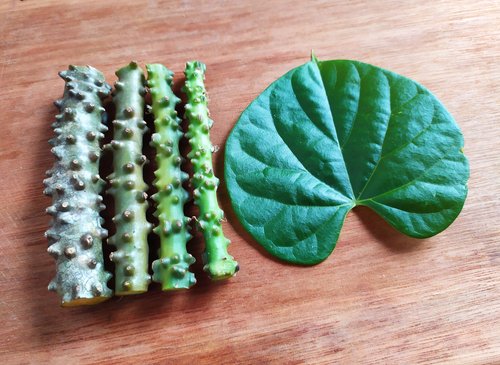 7 Manfaat Brotowali Lengkap Beserta Cara Mengolahnya