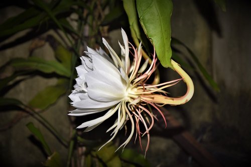 7 Manfaat Bunga Wijaya Kusuma dan Cara Mengolahnya