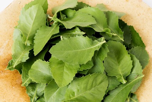 5 Manfaat Daun Beluntas dan Cara Pengolahan Lengkap