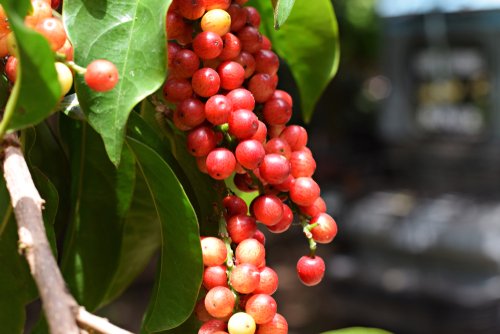 Cek 7 Manfaat Buah Buni untuk Kesehatan Tubuh Lengkap