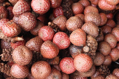 3 Manfaat Buah Kelubi dan Kandungan di Dalamnya