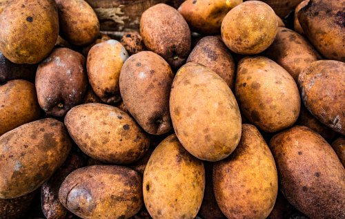 5 Manfaat Buah Kemang dan Cara Mengkonsumsinya 