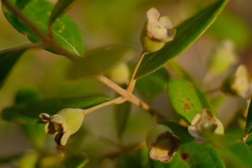 5 Manfaat Buah Kemunting bagi Kesehatan Tubuh