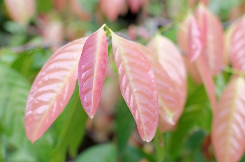 5 Manfaat Daun Kepel dan Cara Mengolahnya yang Benar