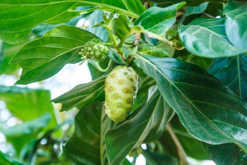 Berikut 8 Khasiat Daun Mengkudu yang Jarang Diketahui