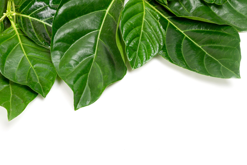 khasiat daun mengkudu untuk mengobati penyakit jantung       