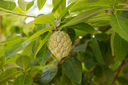 manfaat daun srikaya untuk metabolisme