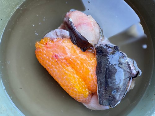 Wajib Tahu! 9 Manfaat Telur Ikan Lele, Apa Saja?