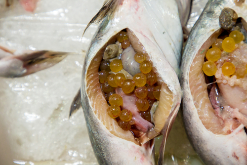manfaat telur ikan lele sumber protein