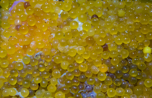 manfaat telur ikan lele mencegah kanker