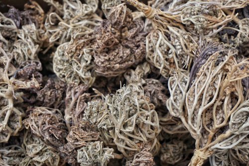 Simak 4 Manfaat Rumput Fatimah Secara Lengkap