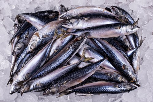 Simak 6 Manfaat Ikan Tongkol Bagi Kesehatan Tubuh