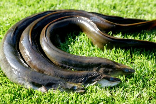 Wajib Tahu 6 Kandungan Gizi Ikan Sidat, Apa Saja?