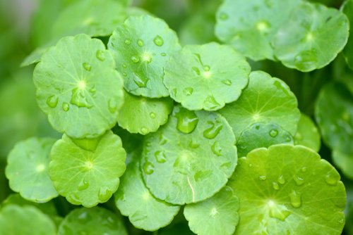 Inilah 5 Manfaat Daun Pegagan yang Jarang Diketahui