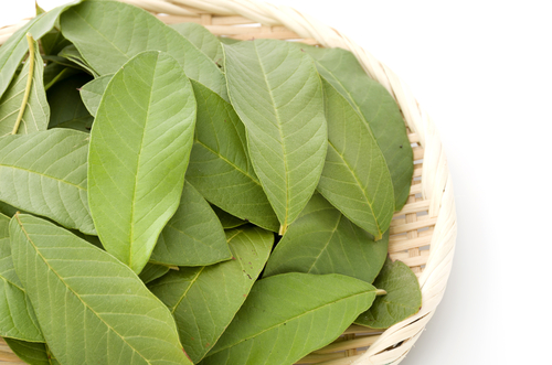 manfaat daun jambu biji untuk penyakit gusi