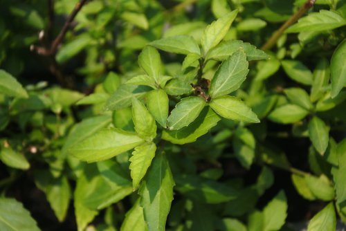 Berikut 6 Manfaat Baik Daun Kumis Kucing, Wajib Tahu!