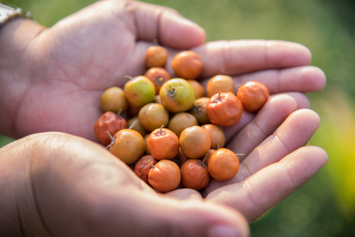 manfaat buah bidara             