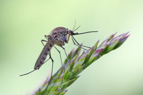 5 Tanaman Hias Pengusir Nyamuk, Selain Lavender