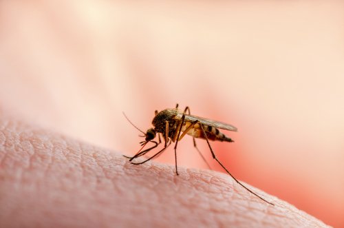 4 Langkah Cegah Penularan Penyakit Malaria