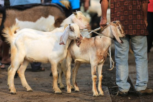 Waspada Wabah PMK, Ini Tips Memilih Daging yang Baik 