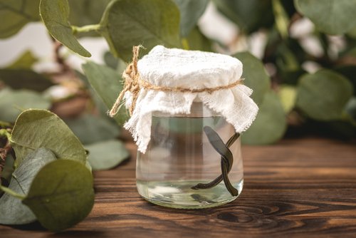 Mengenal Terapi Lintah dan Efek Sampingnya