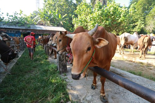 Strategi Taktis Menunaikan Ibadah Kurban: Manajemen Cash Flow