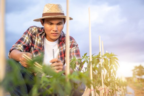 Cara Memulai Usaha Pertanian di Desa yang Benar dan Untung