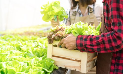 Kenali Jenis-jenis Usaha yang Berhubungan dengan Pertanian